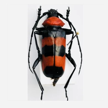 Paveia superba настоящий образец насекомого коллекция фотографий паровых насекомых натуральный подарок украшение дома коллекция хобби статуэтка